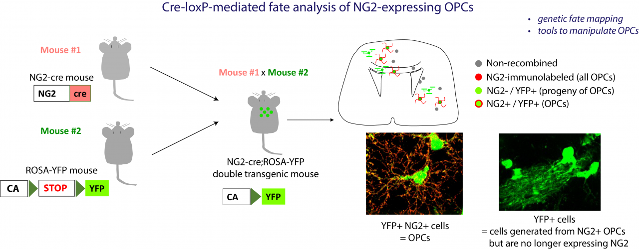 genetic fate mapping of oligodendrocyte precursor cells and tools to manipulate genes in OPCs